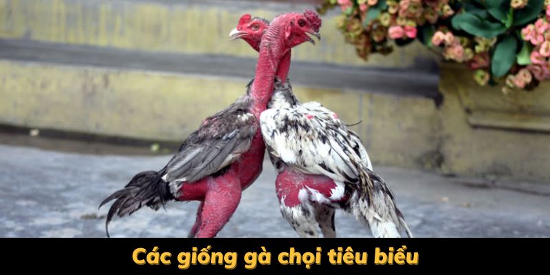 các giống gà chọi tiêu biểu