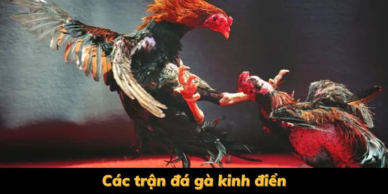các trận đấu gà kinh điển